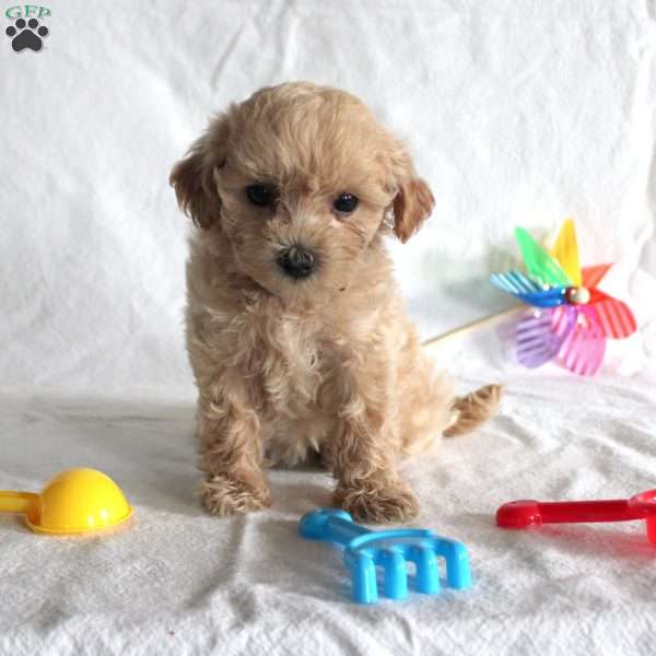 Angel, Maltipoo Puppy